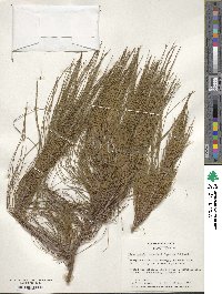 Pinus patula image