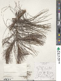 Pinus patula image