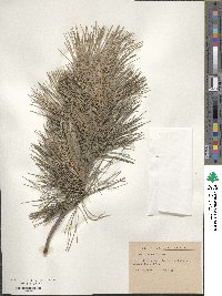 Pinus peuce image