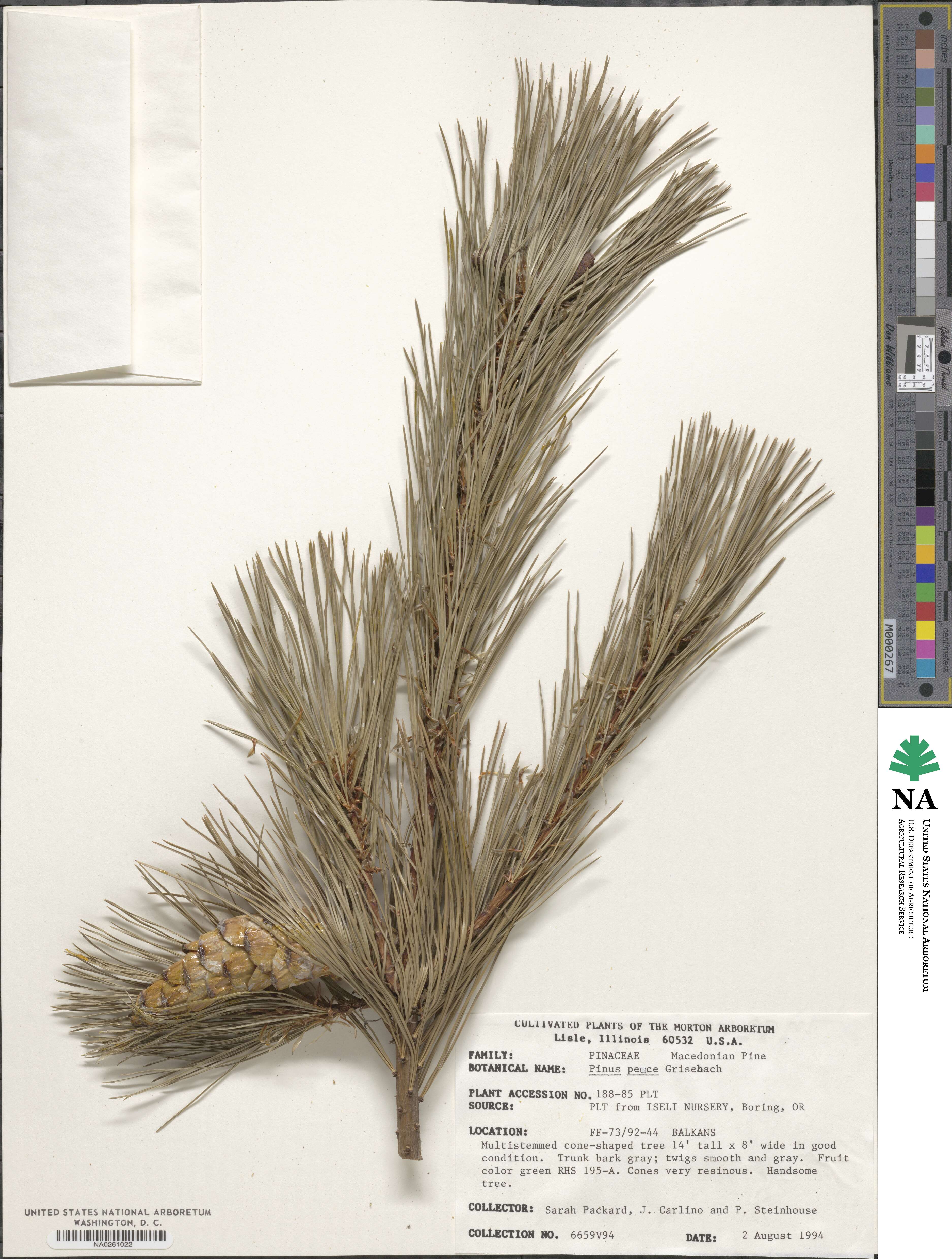 Pinus peuce image