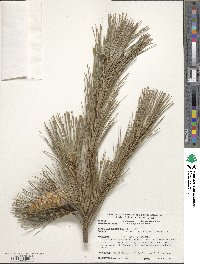 Pinus peuce image