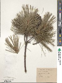 Pinus peuce image