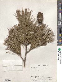 Pinus peuce image