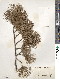 Pinus peuce image