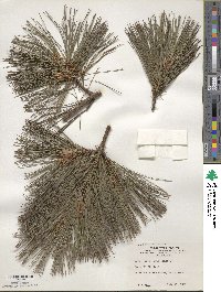 Pinus peuce image