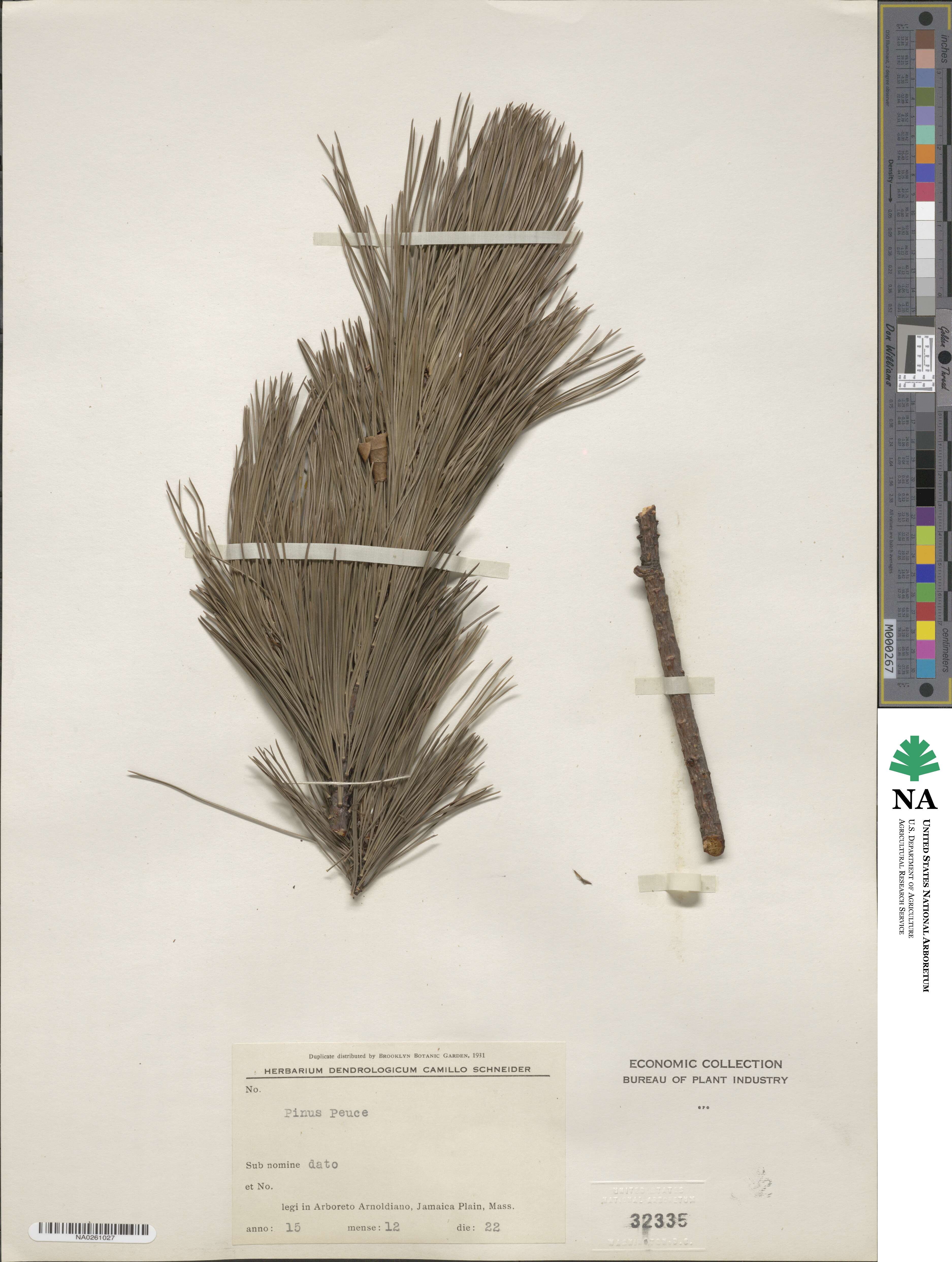 Pinus peuce image