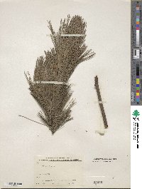 Pinus peuce image