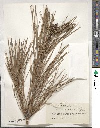 Pinus pinaster image