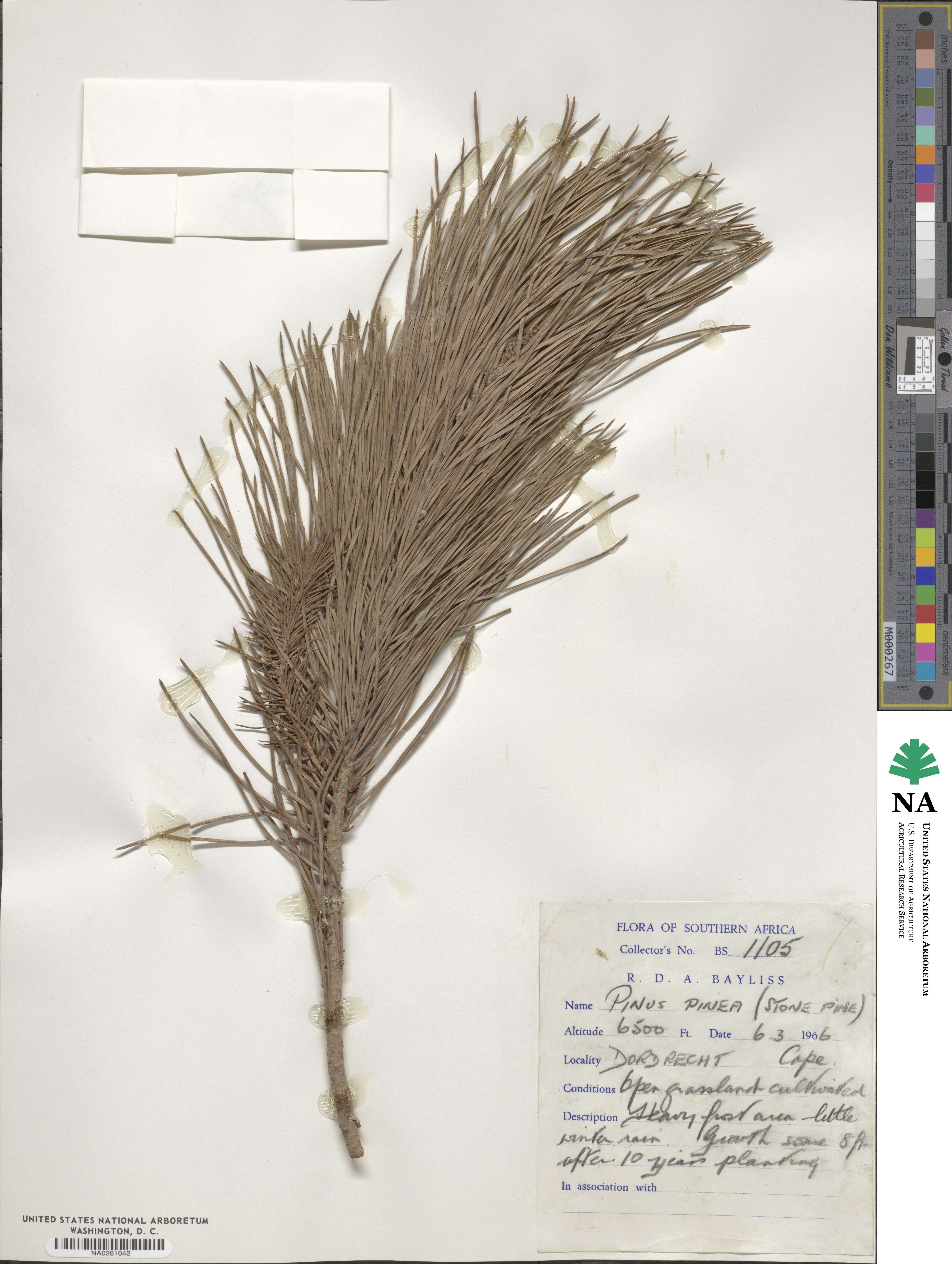 Pinus pinea image
