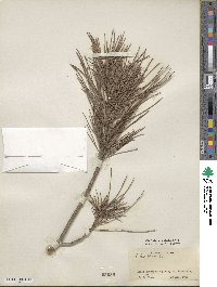 Pinus pinea image