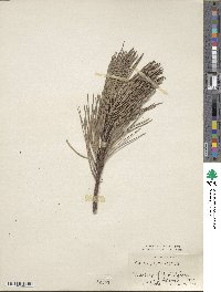 Pinus ponderosa image