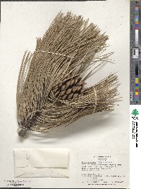 Pinus ponderosa image