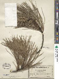 Pinus ponderosa image