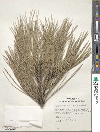 Pinus ponderosa var. scopulorum image