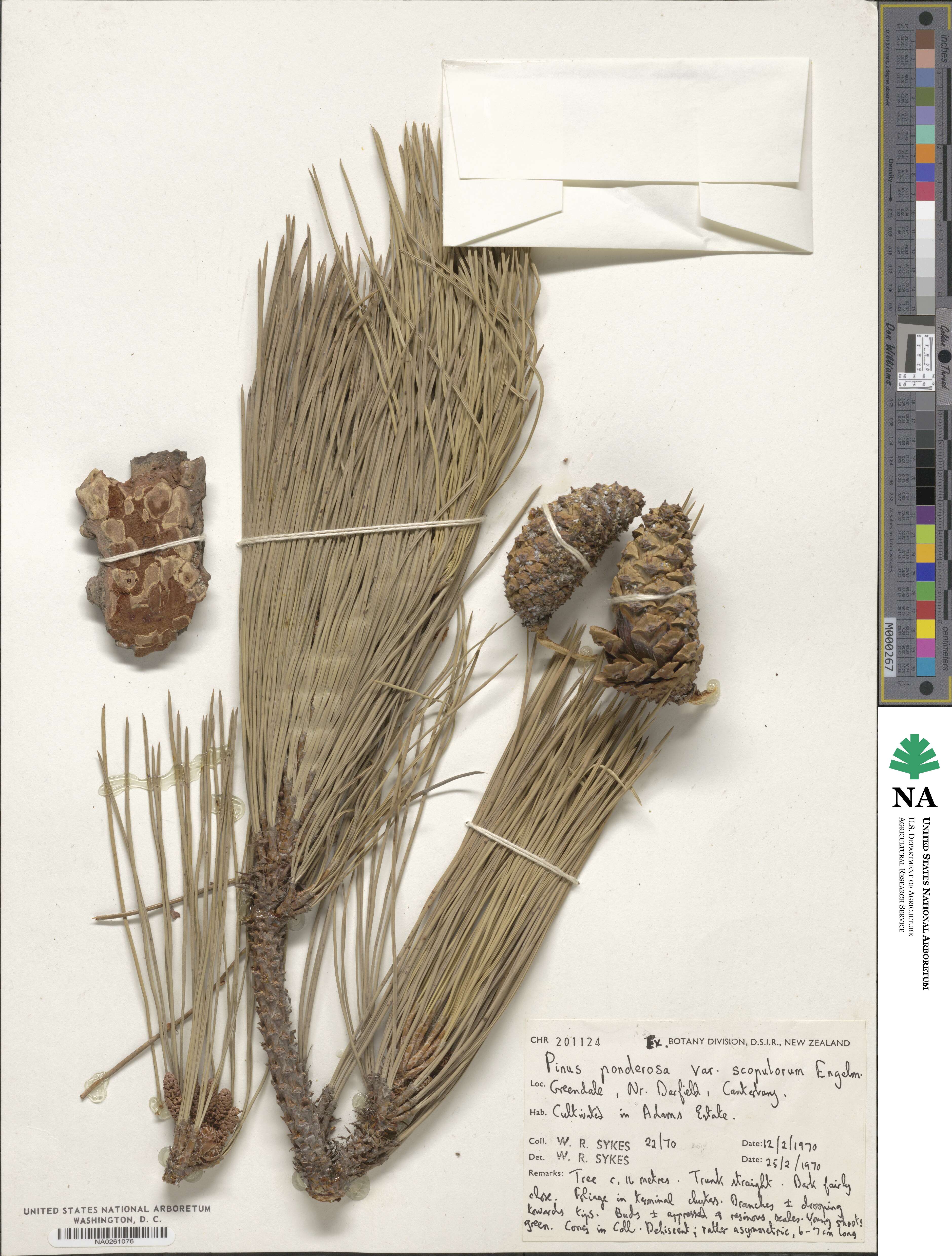 Pinus ponderosa var. scopulorum image