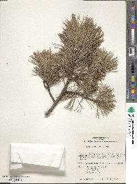 Pinus pumila image