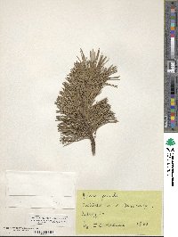 Pinus pumila image