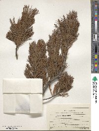 Pinus pumila image