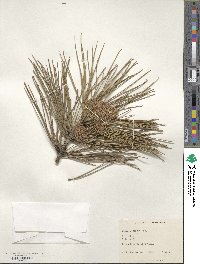 Pinus resinosa image