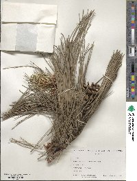 Pinus resinosa image