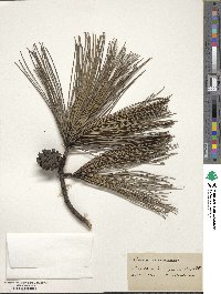 Pinus resinosa image