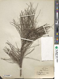 Pinus resinosa image