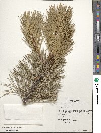 Pinus resinosa image