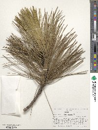 Pinus resinosa image