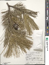 Pinus resinosa image