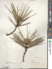 Pinus resinosa image