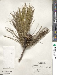 Pinus resinosa image