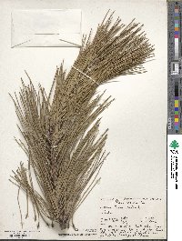 Pinus resinosa image