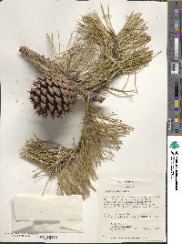 Pinus pungens image