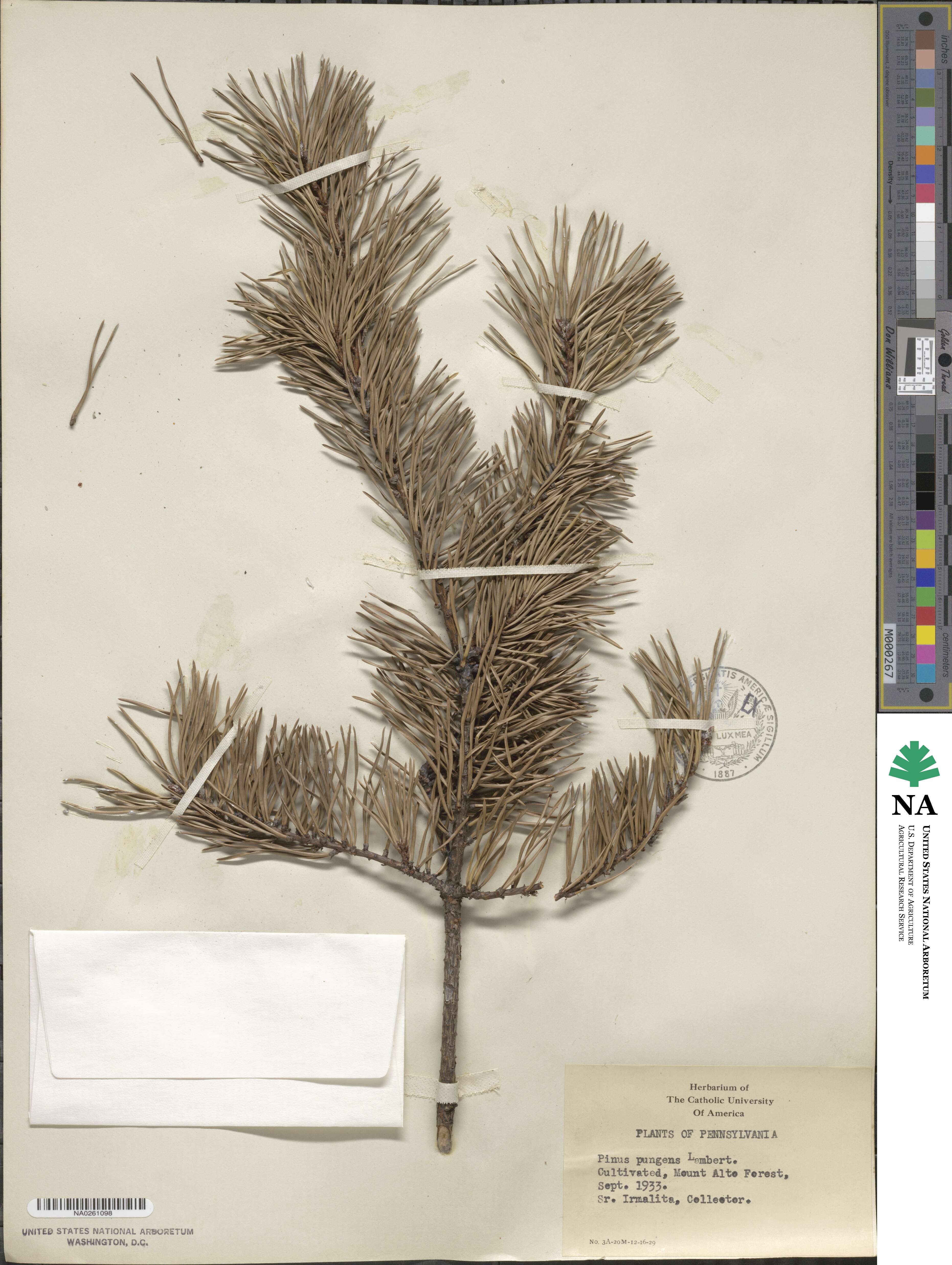 Pinus pungens image