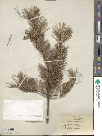 Pinus pungens image