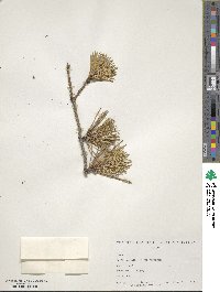 Pinus pungens image