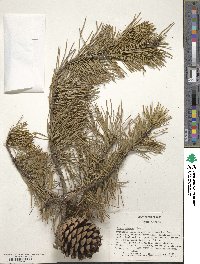 Pinus pungens image