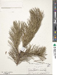 Pinus pungens image