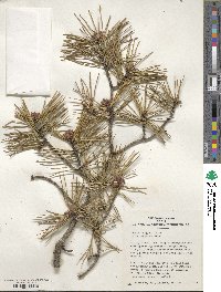 Pinus pungens image