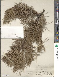 Pinus pungens image