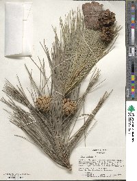 Pinus resinosa image