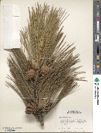 Pinus resinosa image