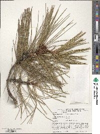 Pinus resinosa image