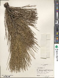 Pinus resinosa image