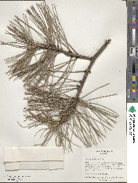 Pinus resinosa image