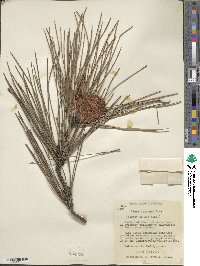 Pinus resinosa image