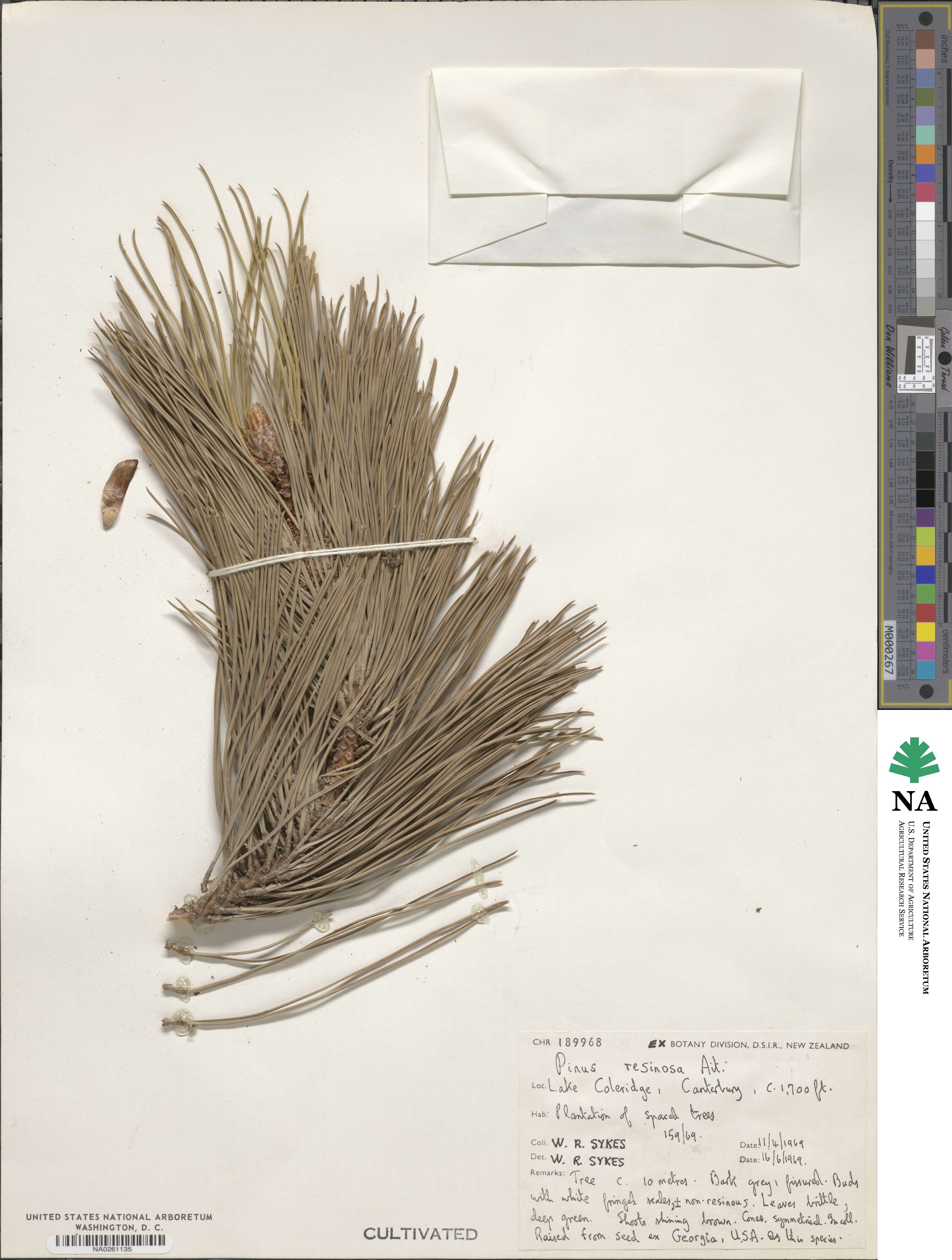 Pinus resinosa image