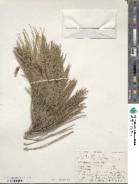 Pinus resinosa image