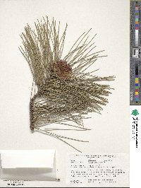 Pinus resinosa image