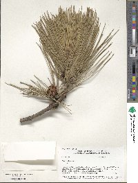 Pinus resinosa image